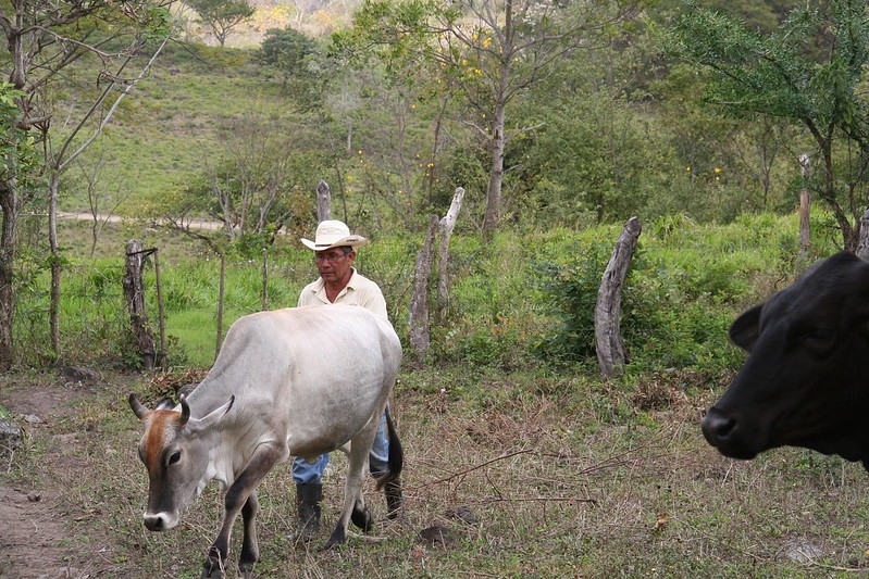 campesinonicaragua | Nicaragua Investiga